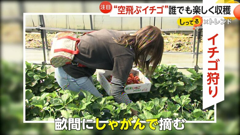畝と畝の間にしゃがんで摘むスタイルが一般的なイチゴ狩り