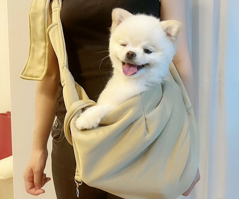かばんに入って出発準備OK！
