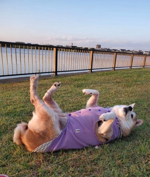 提供：柴犬ななさん