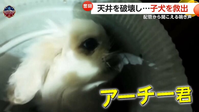 救助隊がパイプを外すと中から現れたかわいい子犬のアーチー君