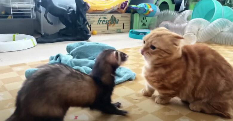 提供：IG @hinako_munchkinさん