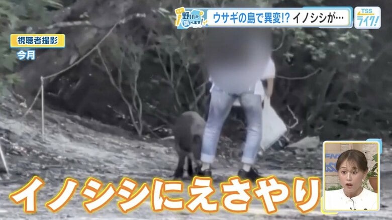 10月、イノシシにエサを与える観光客（視聴者撮影）