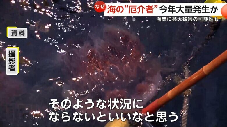 過去に大量発生していたエチゼンクラゲ
