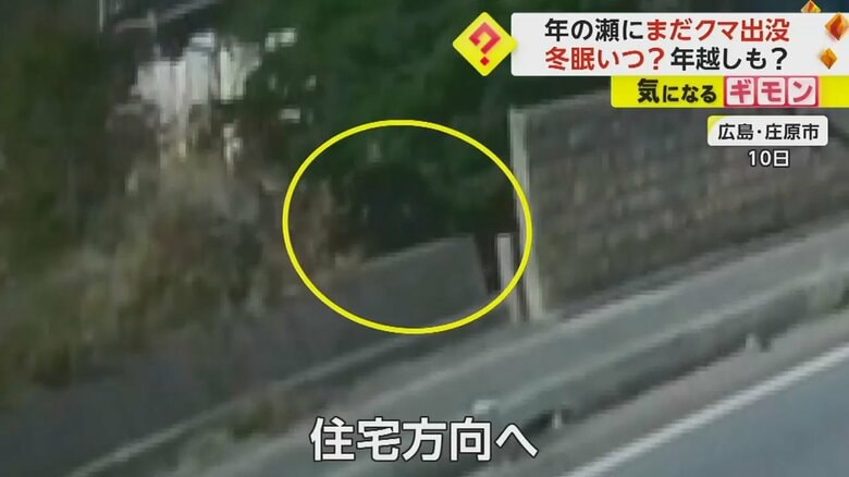 道路を横切り、住宅の方向に向かって行ったクマ