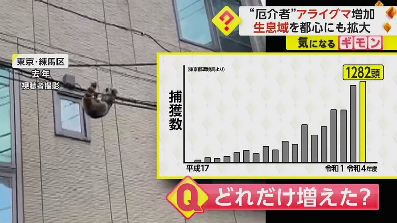 2022年、東京都練馬区で電線にぶら下がるアライグマ