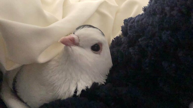 布にくるまる幸生くん（提供：ららこさん）