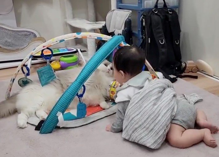 提供：ロイ(Roy)くん@ラグドールさん