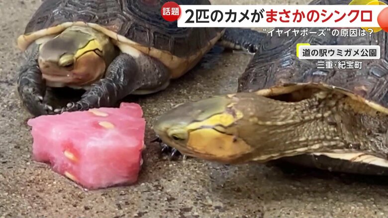 首を伸ばし、スイカのにおいをクンクンと確認していた右側のカメ