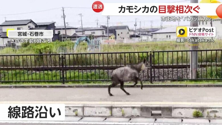 住宅街の線路沿いを駆け抜けるカモシカ
