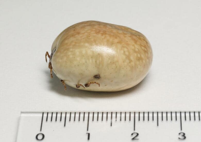 吸血後のタカサゴキララマダニ雌成虫（画像提供：国立健康危機管理研究機構）