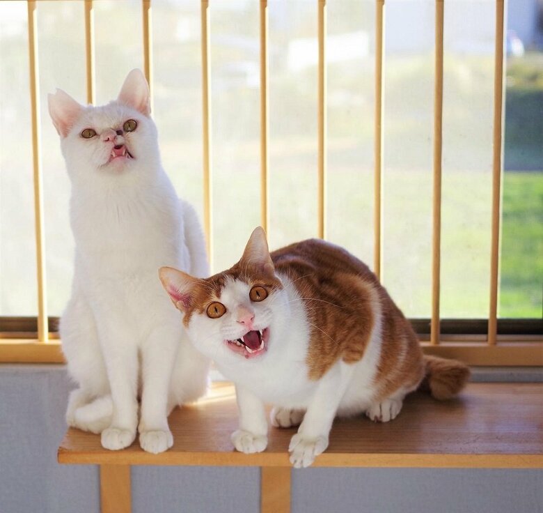 一緒に暮らしている猫と（右：ニコくん）