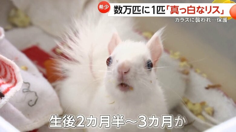 生後2カ月半から3カ月とみられるオスのニホンリス