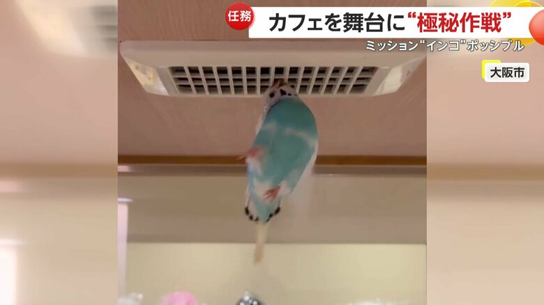 くちばしで懸垂のような動きも見せたインコ
