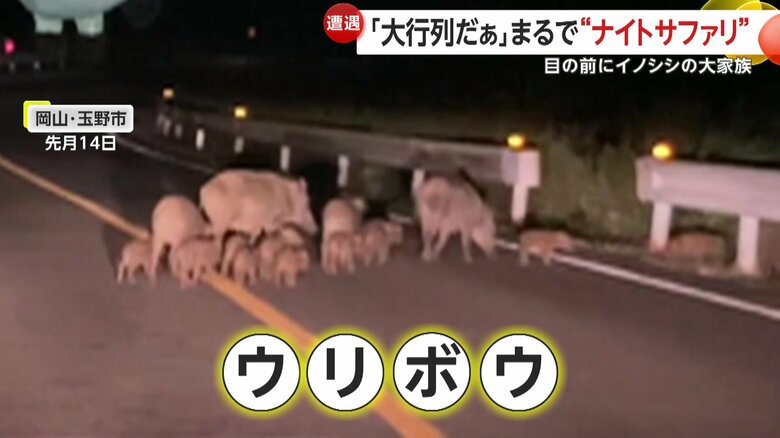 道路の端から次々と現われる大きなイノシシと小さなウリボウたち