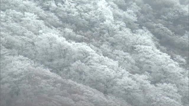 今季最強寒波…山陰の平地で初雪、積雪の恐れ　鳥取で最大30センチ降雪予想　路面凍結にも注意