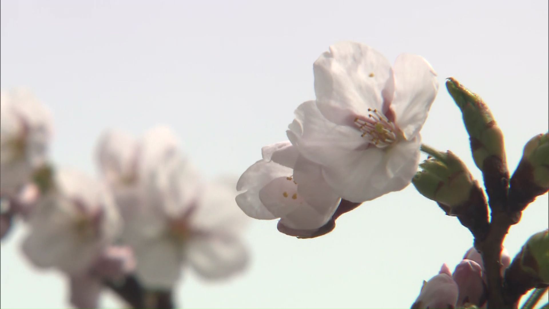 北海道にもついに ”サクラの便り” 松前町に「サクラ前線」上陸 平年より11日早く開花宣言 本格的なお花見シーズンへ