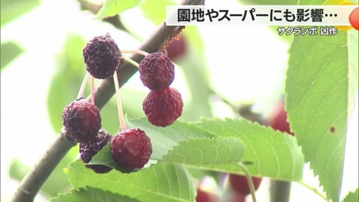 初夏の味覚サクランボに“異常事態” 高温障害で店頭から姿消す