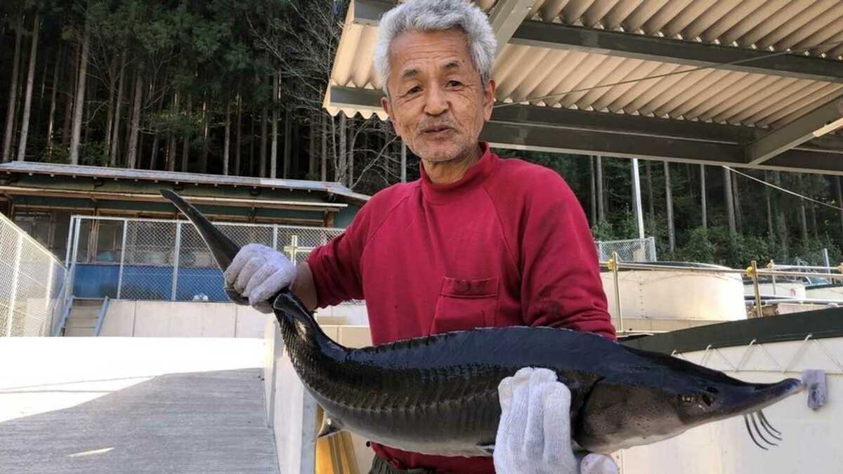 チョウザメが村の人口を超えました 自虐ポスターで 食べに来て 気になるキャビアは Fnnプライムオンライン