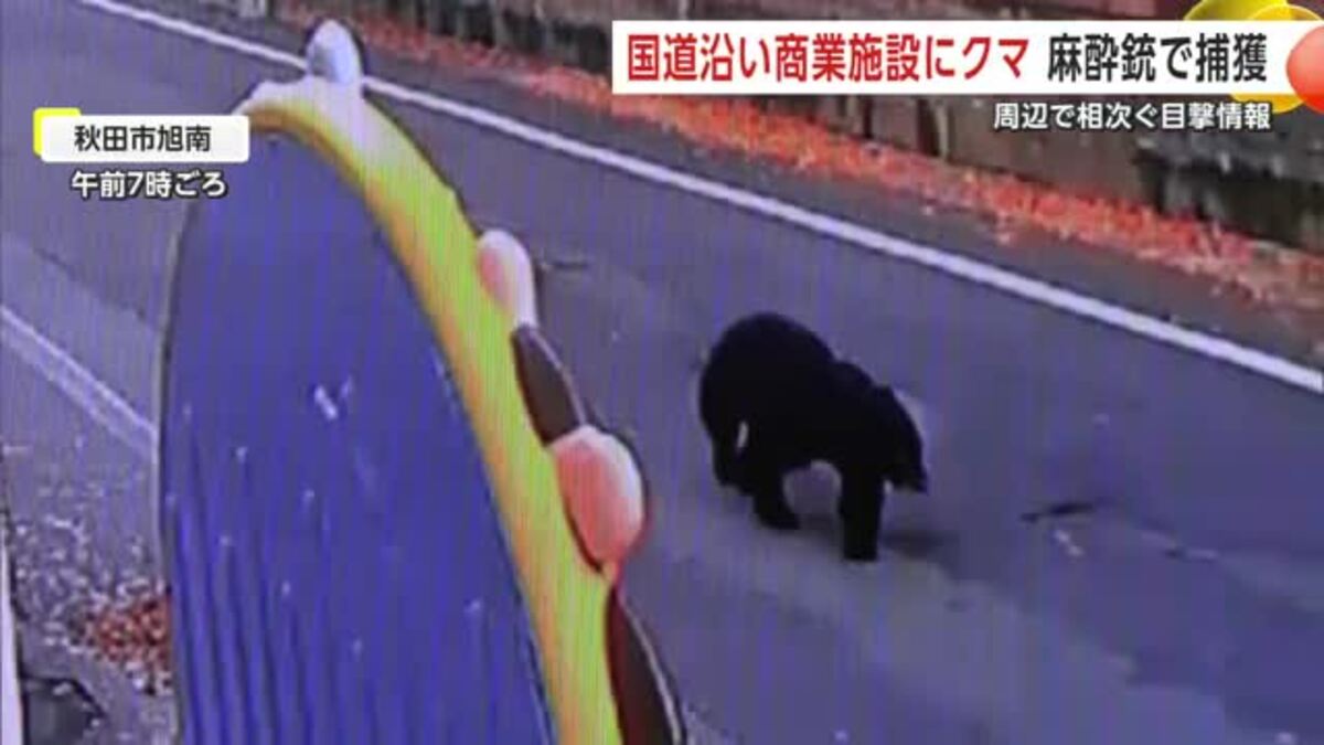 クマが商業施設駐車場に侵入 麻酔銃使用し駆除 早朝から周辺で目撃