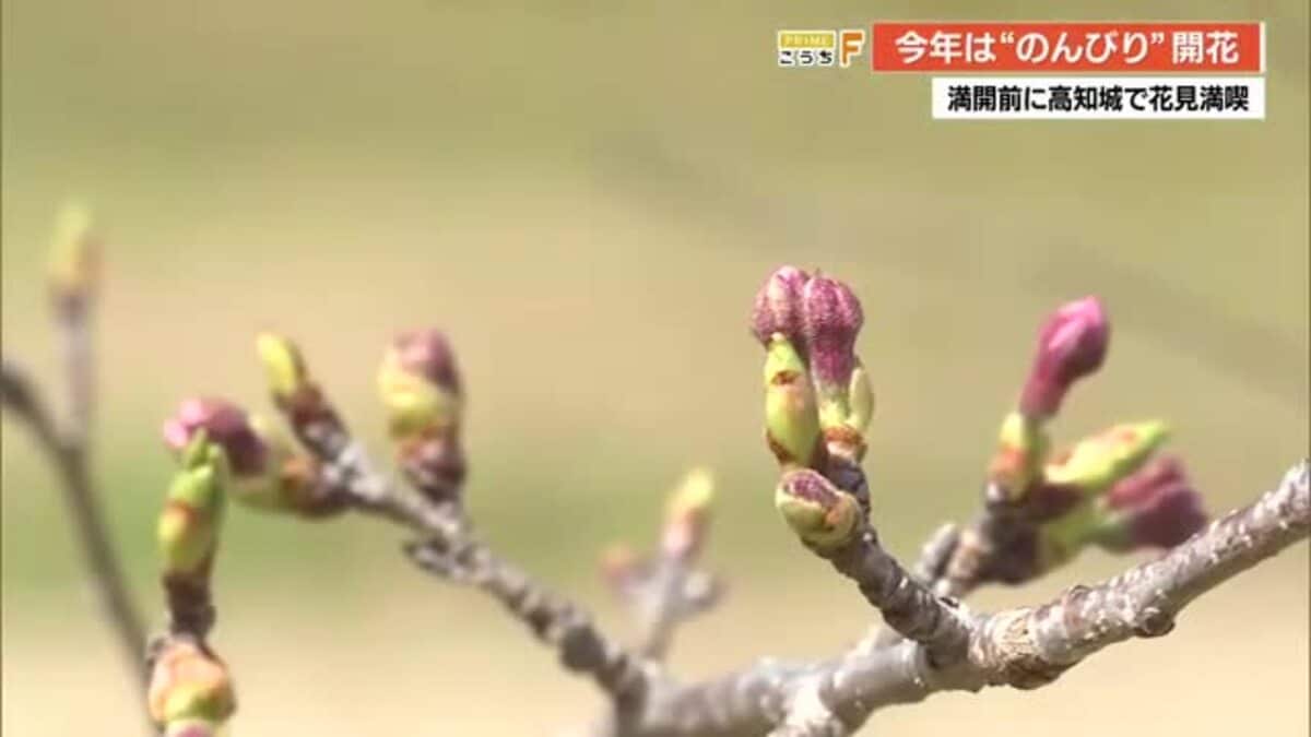 気象台職員も「正直わかんない...」高知城の桜、開花宣言から11日経過もいまだ満開ならず