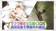 【異変】｢上野で桜が開花｣｢セミの声｣“季節外れ”の現象続々10月なのになぜ？きょう観測史上最も遅い真夏日に！