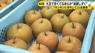 「キンキンに冷やして」食べてほしい…石川ブランド梨「加賀しずく」が初出荷、過去最高70トン見込む