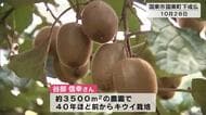 国東市でキウイの収穫　例年並みの甘い仕上がりに　大分