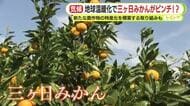 地球温暖化で三ヶ日みかんがピンチ!?　「21世紀末には栽培できなくなる可能性がある」とのシミュレーション結果に苦悩　「生産者としてはどうすることもできない」　新たな農作物の特産化を模索する取り組みも