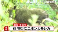 茂みの中に…住宅地に特別天然記念物『ニホンカモシカ』これまでに人への危害は確認されず 愛知県豊橋市