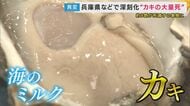 兵庫の海で養殖カキのおよそ8割が死滅　「地球温暖化も影響のひとつ」と専門家　背景には海水温と塩分濃度の上昇か