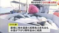 今季は約３万匹出荷へ…ハマチ養殖発祥の地・東かがわ市引田で「ひけた鰤」の出荷始まる【香川】