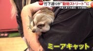 【癒やし】ミーアキャットやマイクロブタ…原宿・竹下通りが“動物ストリート”に！日本ならでは「動物カフェ」に外国人客大盛況
