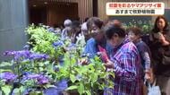 【高知】初夏を彩るヤマアジサイ