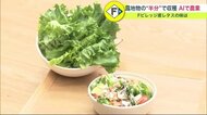 最新AIでリーフレタス自動栽培　Fビレッジ 農業と食を学ぶ施設で初収穫…未来の農業とは【北海道発】