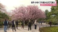金沢・かほくで午前から20℃超えの気温　兼六園では遅咲きの桜「兼六園熊谷」が見頃