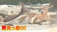 ラクダが“衣替え” ホワイトタイガーは氷にびっくり！ 動物たちの暑さ対策に飼育員も奮闘【愛媛発】