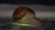 世界２例目「光るカタツムリ」を同時に5種確認…緑色に光る理由は？なぜ今まで分からなかった？発見した教授に生態を聞いた