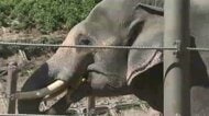 障害ある子供たちを“夜の動物園”に無料招待　対象を17歳以下までに拡大　イヤーマフ貸し出しや車いすマップ配布など配慮　福岡市