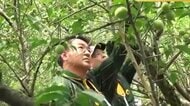 “ネコの手”も借りたい農産物の収穫　ヤマト運輸が福井梅の産地で運搬までサポート　人口減少で物流減少を見込み新たな収益に