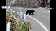 【▶動画はこちら】「2回ぐらい目が合った」温泉地や寺で“クマ出没”相次ぐ　観光客も恐怖…住宅街でも連日目撃　青森・八戸市では5日連続