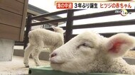 海の中道 3年ぶりに誕生 かわいい2匹のヒツジの赤ちゃん 福岡市