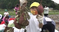 おっきなサツマイモ採れたよ~ 園児がサツマイモ堀りで、笑顔、笑顔【福井】