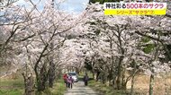 岡山・香川のサクラの名所 蒜山三座も楽しめるお花見スポット「茅部神社桜並木」【岡山・真庭市】