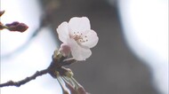 県内各地でサクラの開花を確認　岡山市のサクラ開花は観測開始以…