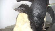 「生まれたて」AOAOSAPPOROで”キタイワトビペンギン”の繁殖に成功_7月23日より一般公開開始―8月にはプールデビューも 北海道札幌市