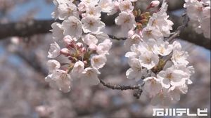 今年は花見できるか…桜の開花予想 金沢は平年より6日早い3/29 気温等から順調に進む見込み