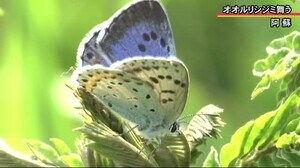 鮮やかな瑠璃色をしたチョウのオオルリシジミが 今年も阿蘇の草原を舞う(熊本)
