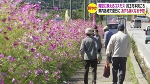 青空に映えるコスモス 約3万本見ごろ 長野29.3℃、松本28.7℃ 県内各地で夏日に
