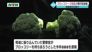 現行犯逮捕 畑からブロッコリー2株盗んだ72歳の女 警察は余罪も捜査する方針【長崎県南島原市】