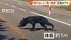「黒い物体がいるな」正体はクマ！車道に飛び出し車と衝突も受け身取…